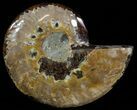 Polished Ammonite Fossil (Half) - Agatized #51778-1